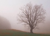 Pruning Dead Wood